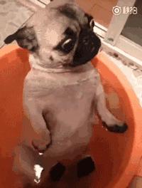 魔性的八哥,有超能力的巴哥