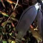 燕子神仙鱼怎么分公母,神仙燕子鱼的生活习性和特征