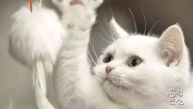 怎么去除房间的猫屎气味,房间内有猫味儿怎么消除