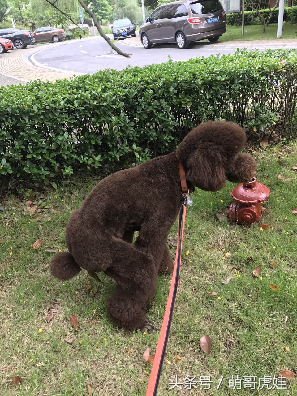 主人给大贵宾剪了个奇葩的新造型,自带屁垫儿,便便时好像穿着小裤裤