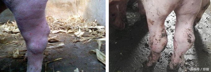 如何鉴别猪副嗜血杆菌病,育肥副猪嗜血杆菌的症状与治疗