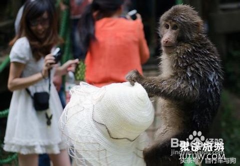三大家一起游峨眉山,23岁女生独游峨眉山失联