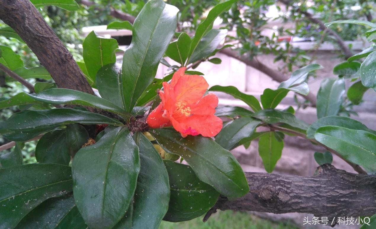 红辣椒4a发布会视频,红辣椒4a简单开箱