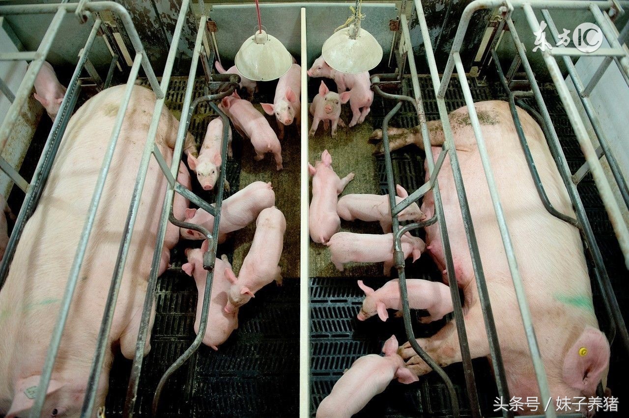 猪场各种病猪应该怎么办,育肥猪站不起来怎样治疗效果好