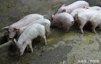 猪拉稀又不吃怎么办,兽医老丁讲猪拉稀