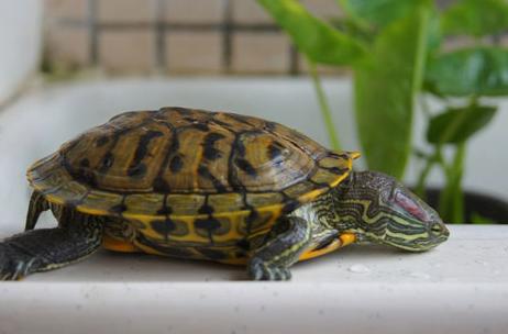 宠物龟一般养哪种比较好,家养宠物龟冬季怎么喂养