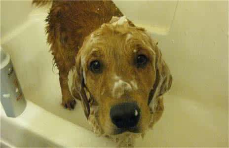养狗必知！这样帮狗狗洗澡，让它不再“开溜”
