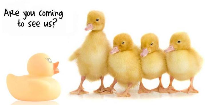 说说你们养过哪些奇怪的宠物,这些宠物你都养过吗