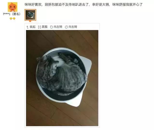 从让人捧腹的铝盆和鸡窝大抢购,看猫咪用品创业商机