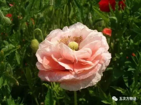 虞美人与虞美人,虞美人深度解析