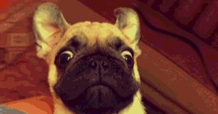 巴哥委屈吗,巴哥眼里泪汪汪的怎么回事