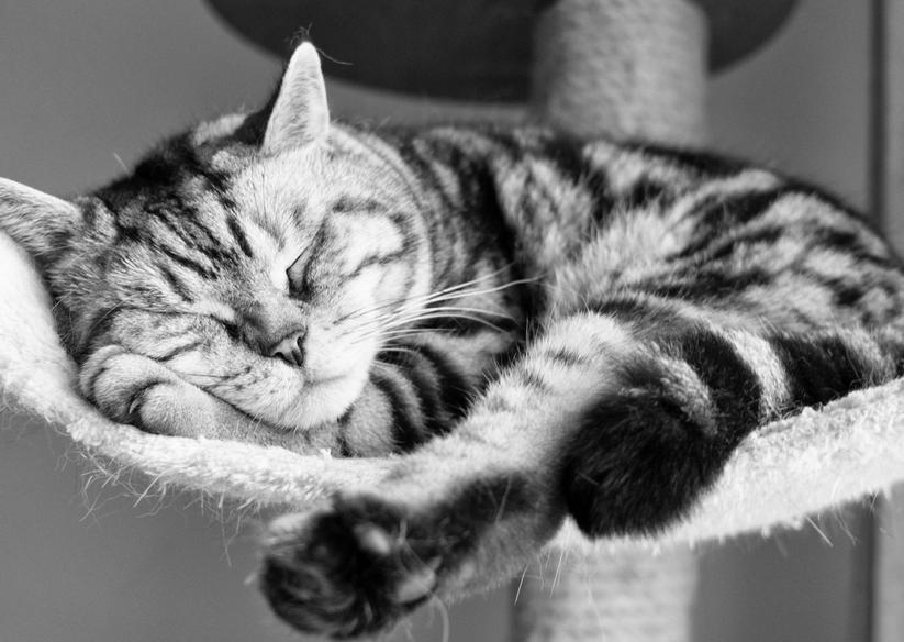 说说你们养过哪些奇怪的宠物,这些宠物你都养过吗