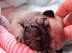 巴哥委屈吗,巴哥眼里泪汪汪的怎么回事