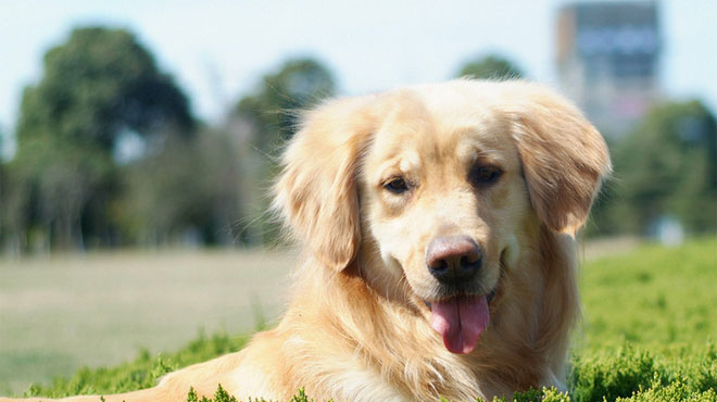 属狗人几月出生最有福运,属狗人出生每一月的解析