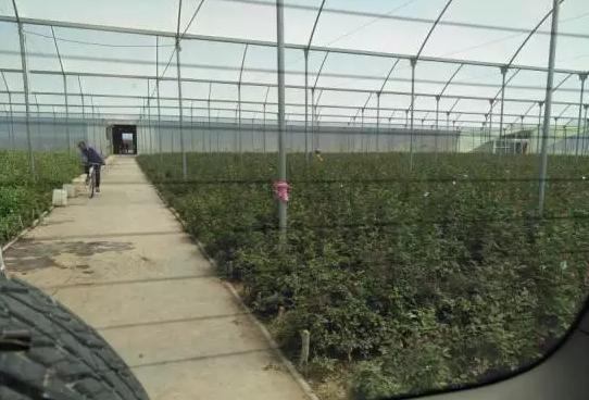 亚洲最大的玫瑰花基地在哪里,世界最著名玫瑰基地