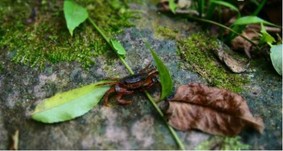 中华草龟和野生草龟的区别,草龟跟中华草龟有什么区别