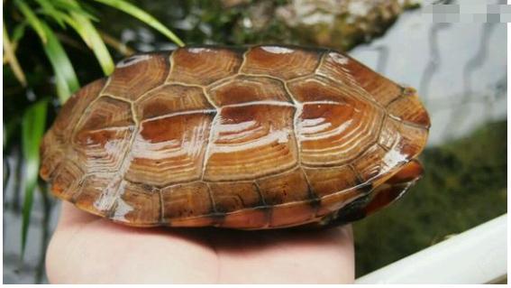 中华草龟与台湾草龟,中华草龟跟草龟有什么区别图