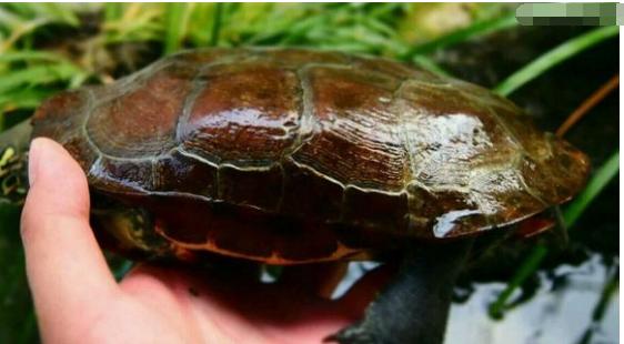 中华草龟与台湾草龟,中华草龟跟草龟有什么区别图