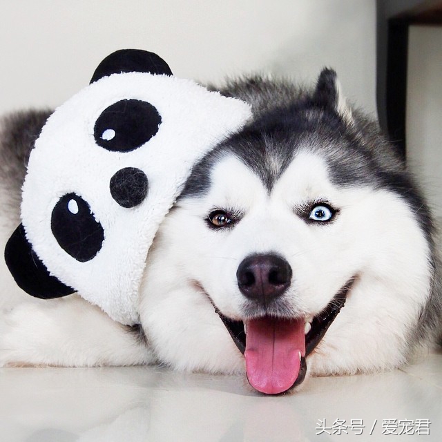 狗狗护食食谱大全,狗狗保护肠胃的食谱