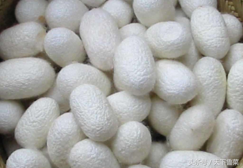 吐丝不结茧,吐司不拉丝