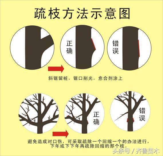 夏季果树环剥要慎重，不是所有果树都可以环剥哦！（附各类果树环剥操作技术）
