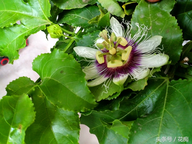 丢弃的百香果,百香果籽直接扔土里种吗