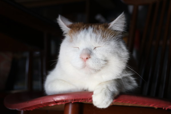 你也养猫也养狗是什么体验,养猫是一种什么体验