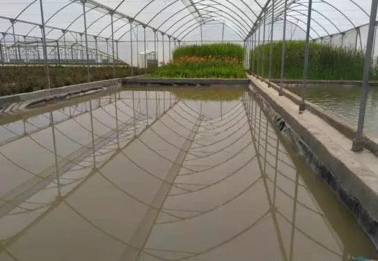 世界最大的玫瑰基地,世界最大玫瑰种植园