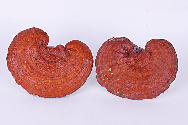 高血压可以吃鹿茸人参吗,高血压高能喝人参鹿茸药酒吗