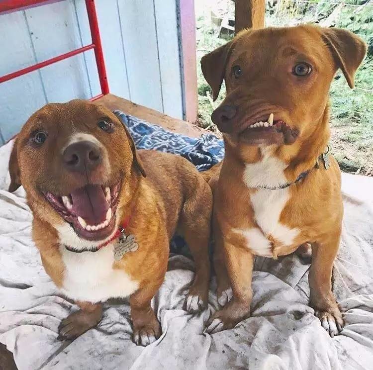 狗狗天生嘴巴长斜相貌丑陋，在被安乐死前，一个人的出现救了它！