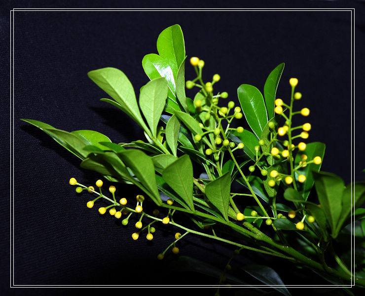 米兰花大量的掉叶黄叶怎么回事,米兰花黄叶掉叶子怎么挽救