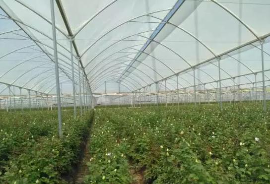 亚洲最大的玫瑰花基地在哪里,世界最著名玫瑰基地