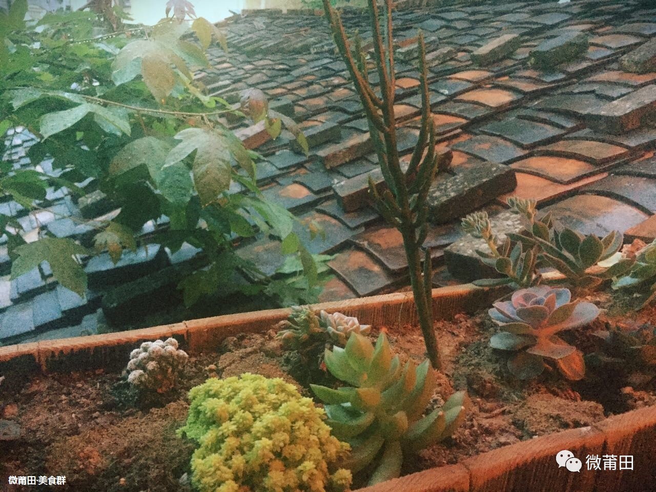 微莆田：阿珊哥探店「巴山夜雨」