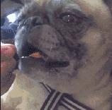 魔性的八哥,有超能力的巴哥