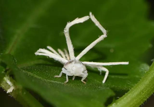 小跳虫长什么样,小跳虫是什么虫子