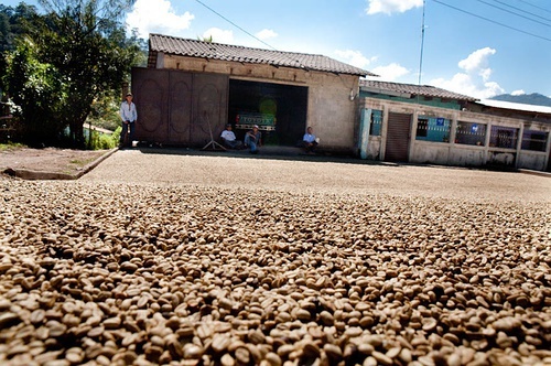 带你了解一下咖啡的相关知识,中美洲有哪些国家产咖啡