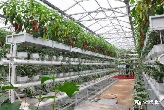 浜笢鐢熼矞鏃犲湡鏍藉煿,鏃犲湡鏍藉煿钄彍浜笢鐢熼矞