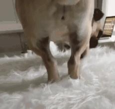 魔性的八哥,有超能力的巴哥