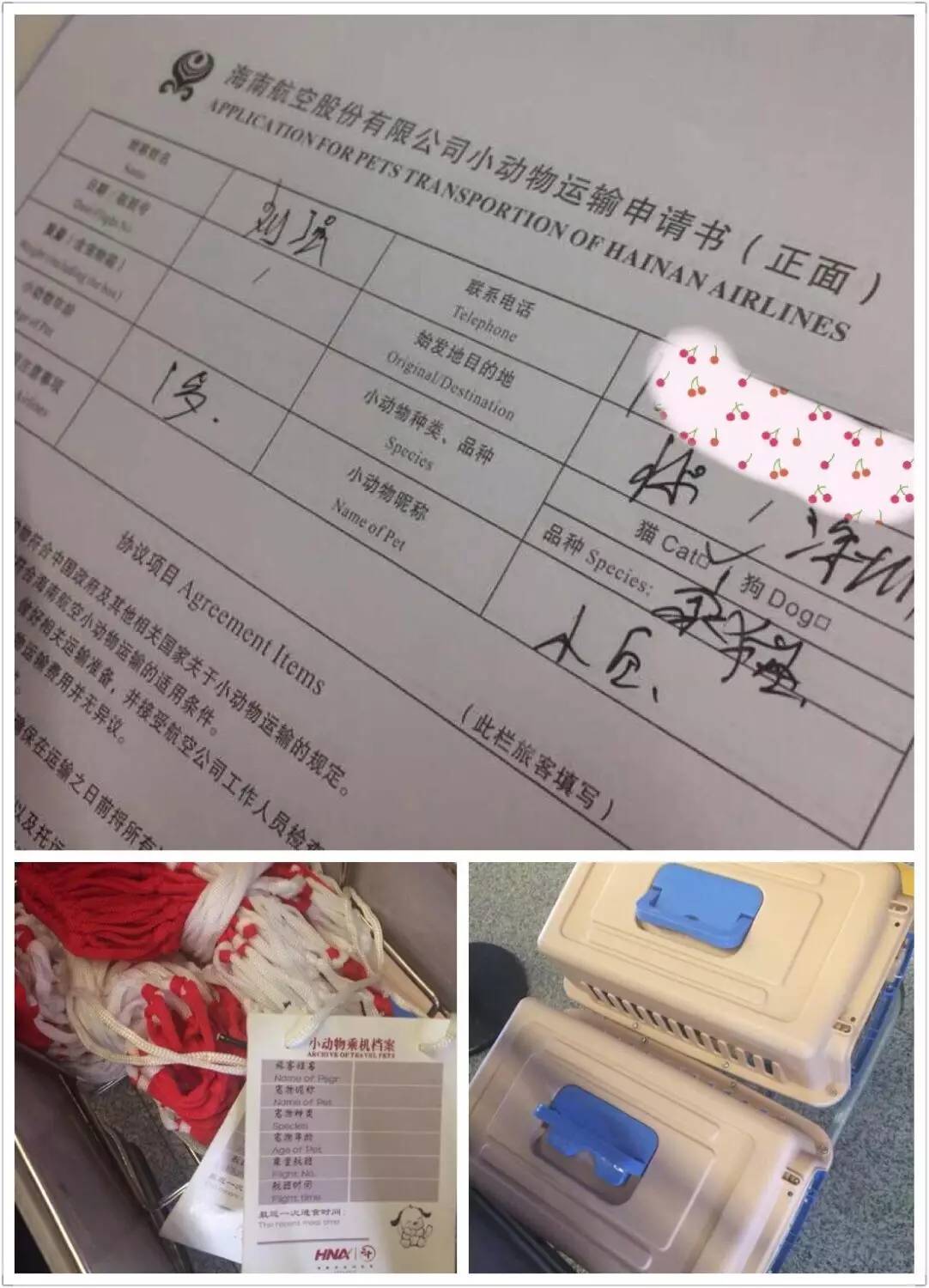 一只猫的生活意见读后感,一只猫的生命