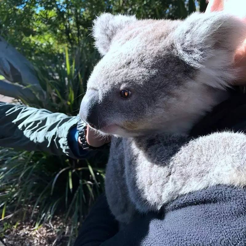 当一只“反季候鸟“,直飞到悉尼过冬天买UGG,是成都人今年暑假新玩法!
