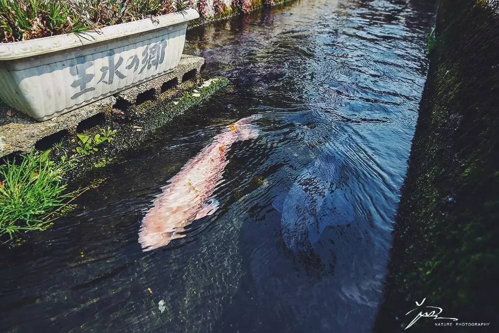 暑期日本之旅,暑假日本旅游攻略