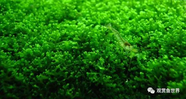 莫斯水草黑褐色,粉色莫丝水草