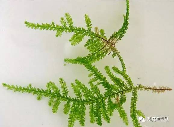 莫斯水草黑褐色,粉色莫丝水草