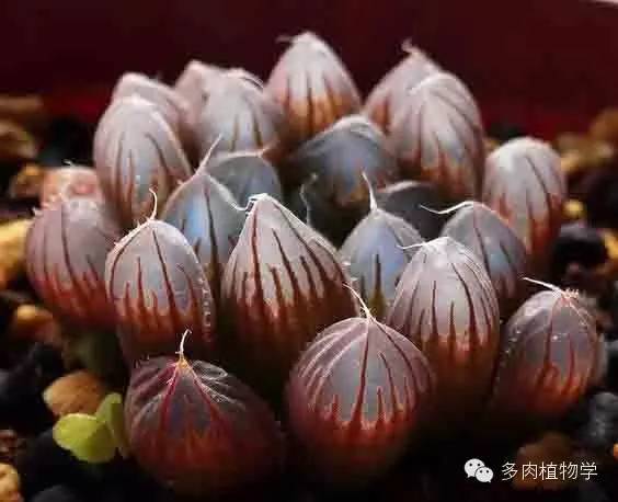 最具升值价值的多肉,半阴半阳的多肉有哪些