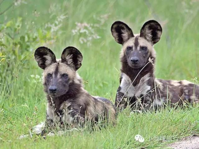 可能是最全的,肯尼亚坦桑尼亚动物百科。小地球耗时一周整理!