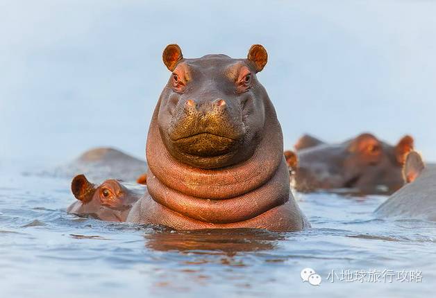 可能是最全的,肯尼亚坦桑尼亚动物百科。小地球耗时一周整理!