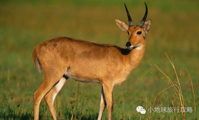 可能是最全的,肯尼亚坦桑尼亚动物百科。小地球耗时一周整理!