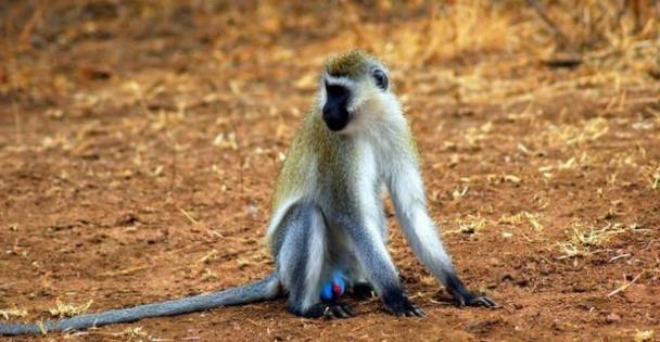 可能是最全的,肯尼亚坦桑尼亚动物百科。小地球耗时一周整理!