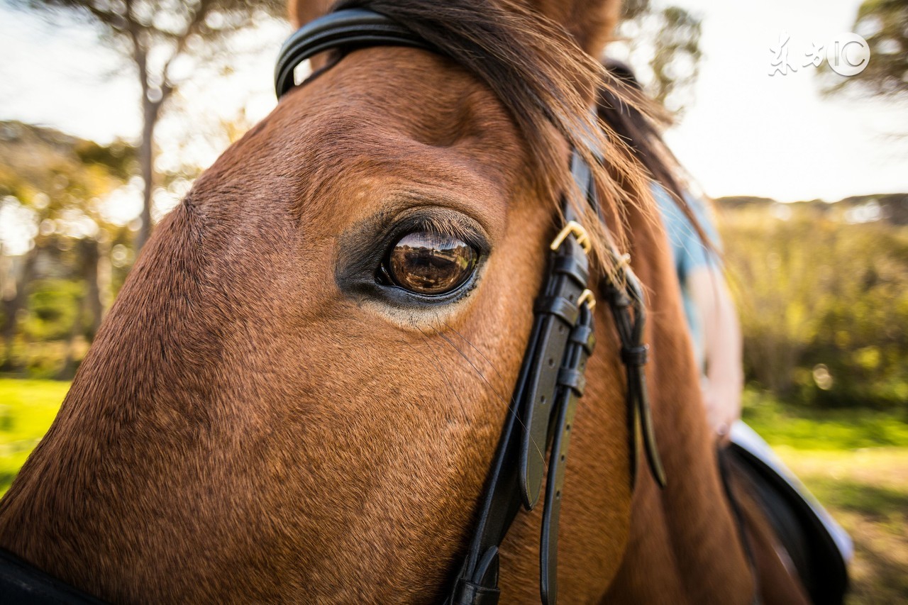 属马的人暴富,属马的发财数字