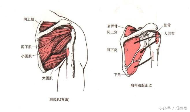 想练基本功要怎么说,肩膀的肩肌如何训练最有效